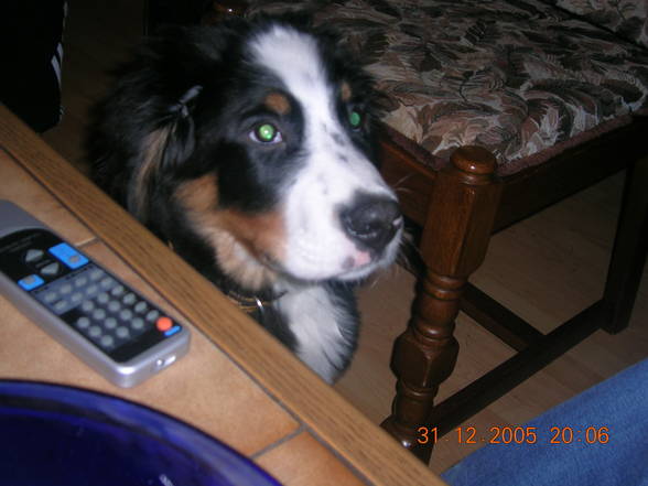 mei Hund - 