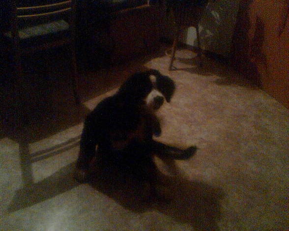 mei Hund - 