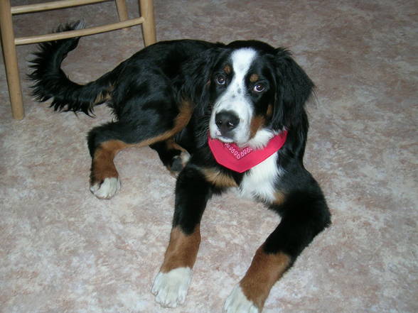 mei Hund - 