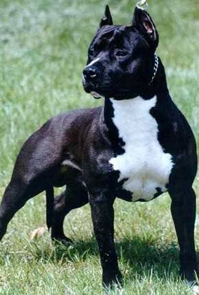 Pitt Bull - 