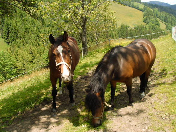 Mei pferdal u. da reitstall - 