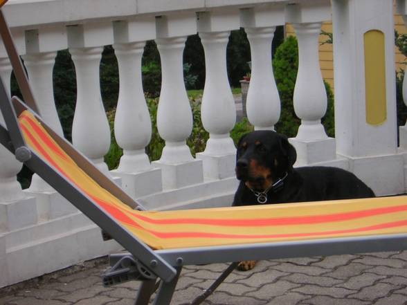 Rottweiler - 