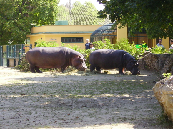 Schönbrunn - 