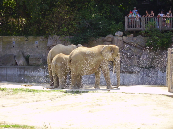 Schönbrunn - 