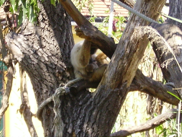 Schönbrunn - 