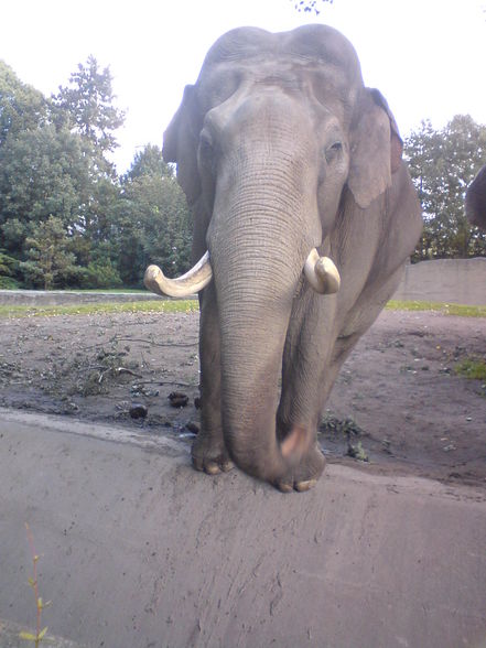 hagenberg-Der Zoo in Hamburg - 