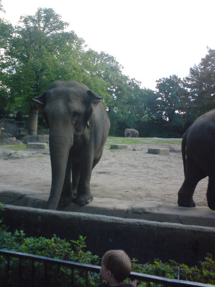 hagenberg-Der Zoo in Hamburg - 