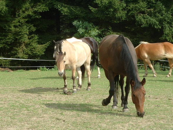 Pferd von meina sista - 