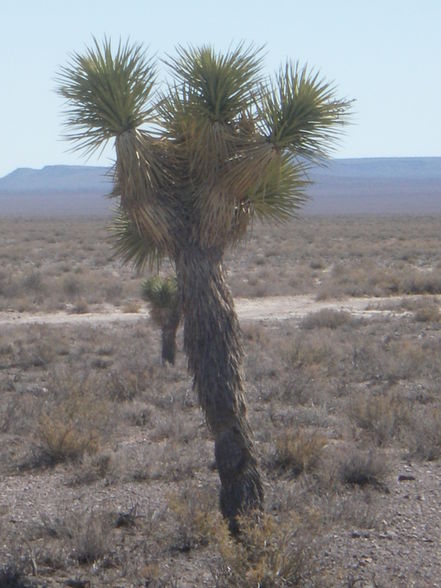 Death Valley u.a. - 