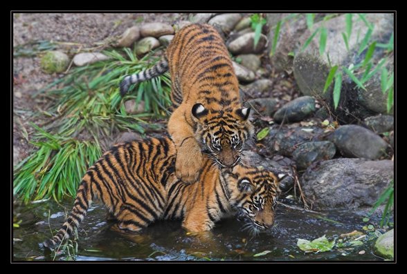 die schönsten tiere der welt - 