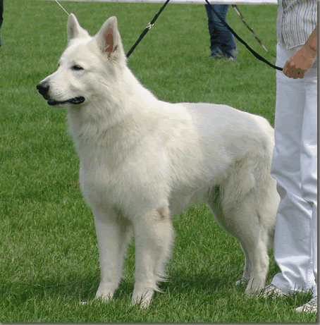 Mei Hund - 