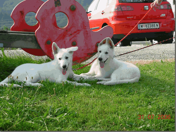 Mei Hund - 