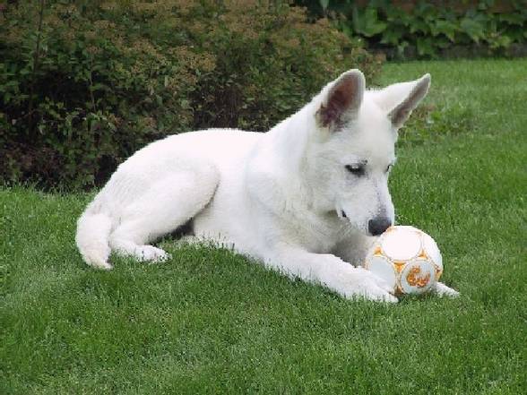 Mei Hund - 