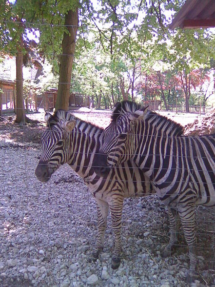 Netter Tagesausflug in den Tierpark - 