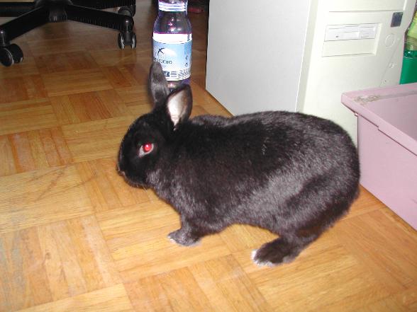 Thats my Rabbit!!!! - 