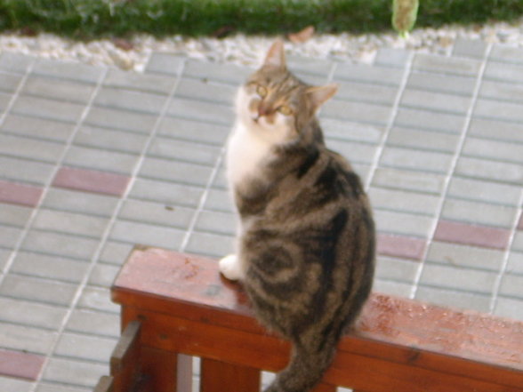 my sweet cats - 