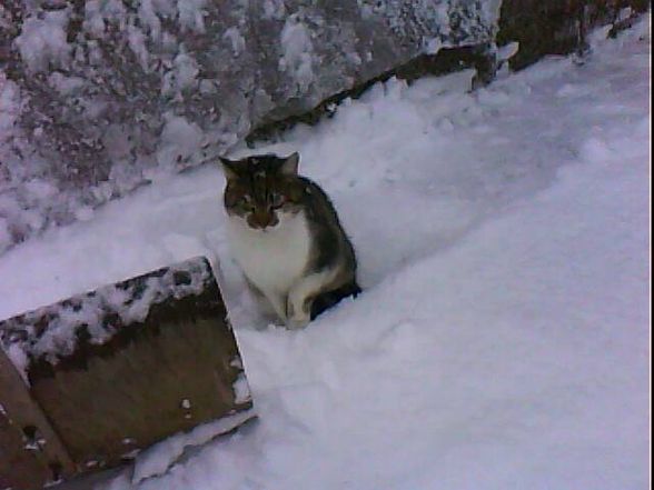 my sweet cats - 