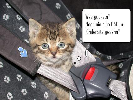 Katzen :) - 