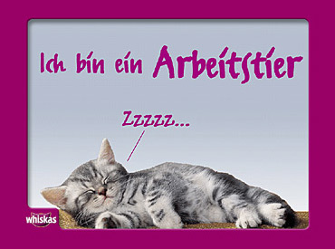 Katzen :) - 