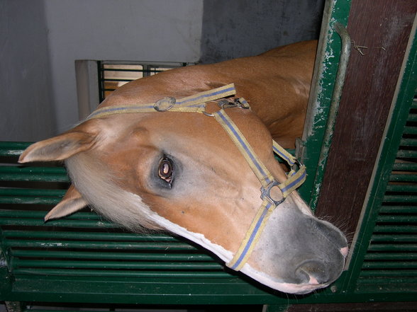 this is my horse SAM HOWKINS und my cats - 