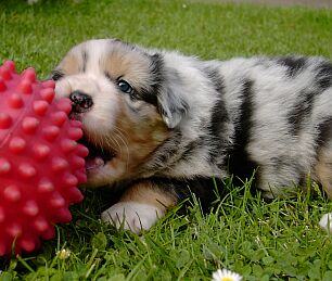 Australian Shepherd 2 - 