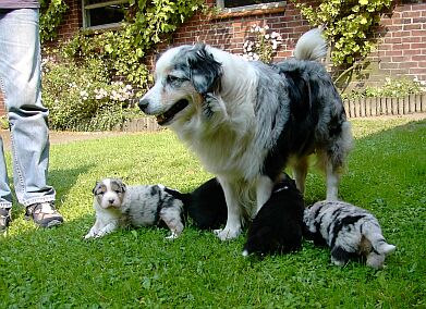 Australian Shepherd 2 - 