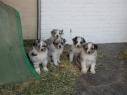 Australian Shepherds und goldenretrivers - 