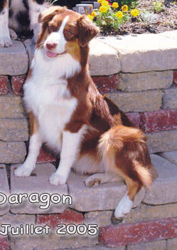 Australian Shepherds und goldenretrivers - 