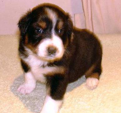 Australian Shepherds und goldenretrivers - 