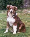 Australian Shepherds und goldenretrivers - 