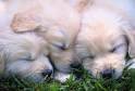 Australian Shepherds und goldenretrivers - 