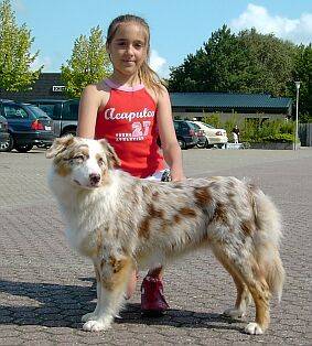 Australian Shepherds und goldenretrivers - 