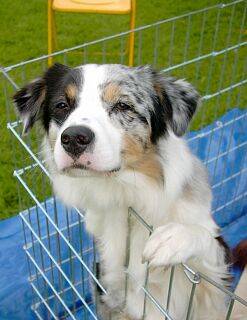 Australian Shepherds und goldenretrivers - 