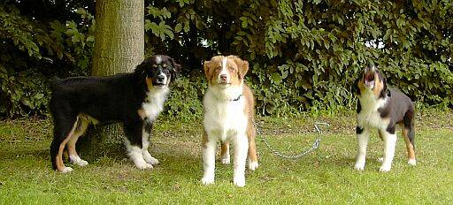 Australian Shepherds und goldenretrivers - 