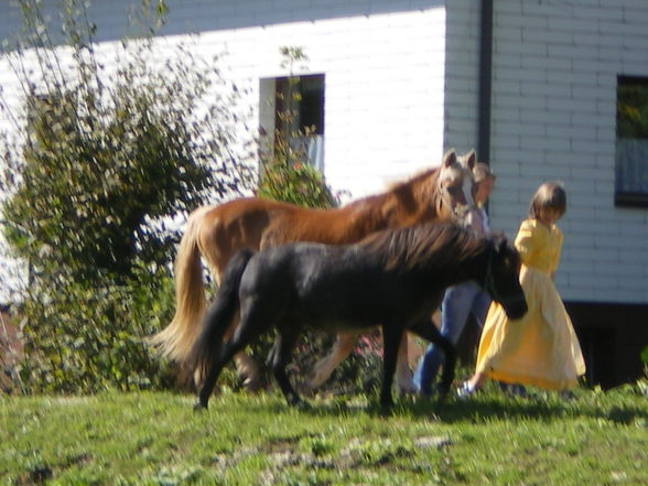 Auf der Alm - 