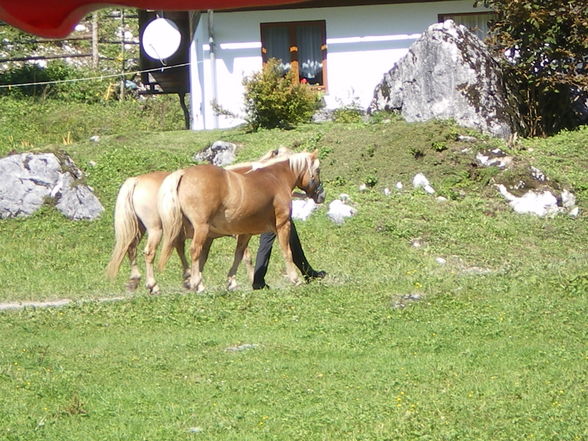 Auf der Alm - 