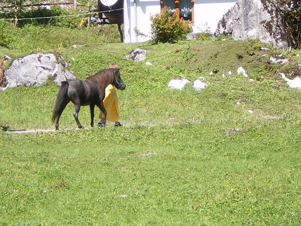 Auf der Alm - 