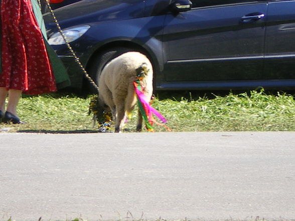 Auf der Alm - 