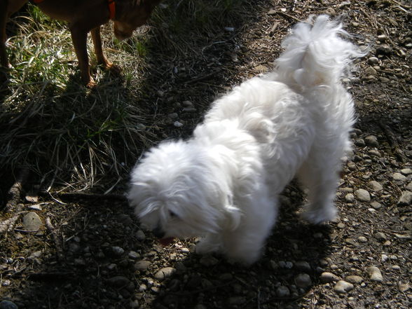 beim Spaziergang mit Wuffis im Wald - 