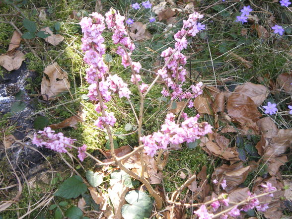 beim Spaziergang mit Wuffis im Wald - 