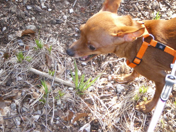 beim Spaziergang mit Wuffis im Wald - 