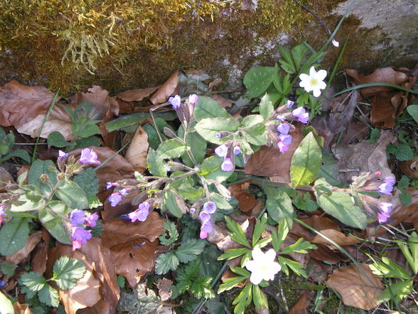 beim Spaziergang mit Wuffis im Wald - 