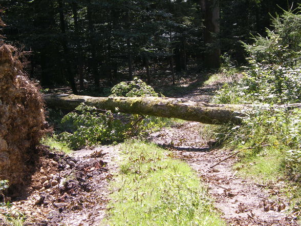 beim Spaziergang mit Wuffis im Wald - 