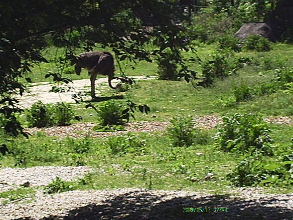 Unterwegs im Schmidinger Zoo - 