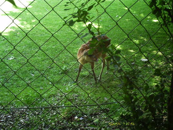 Unterwegs im Schmidinger Zoo - 