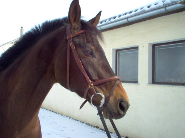 Pferde - 