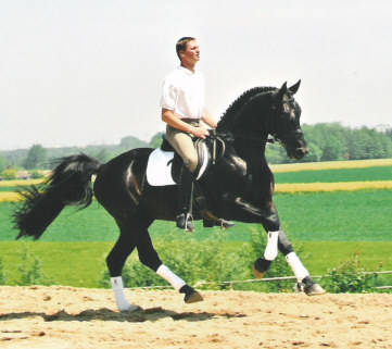 Pferde - 