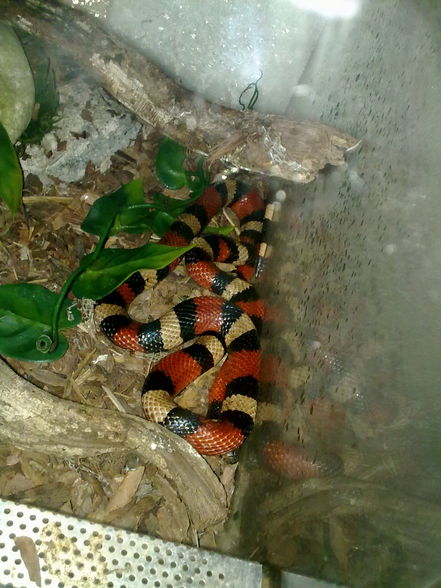 Ƹ̵̡Ӝ̵̨̄Ʒ Snake u Gecko´s - 