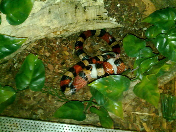 Ƹ̵̡Ӝ̵̨̄Ʒ Snake u Gecko´s - 