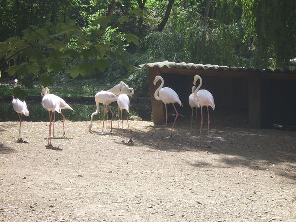 Tiergarten Haag - 